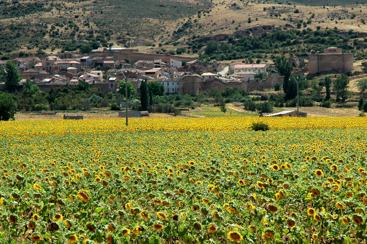 Campo de girasoles